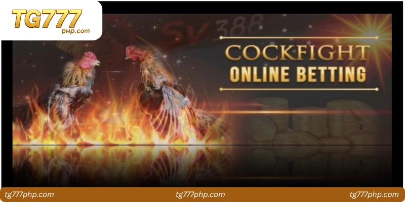 live-streaming-of-cockfights-1