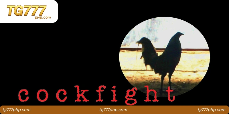 Introduction to Cockfight Live Streaming
