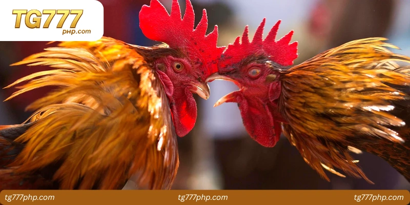Comparison of Top Mobile Cockfighting Apps