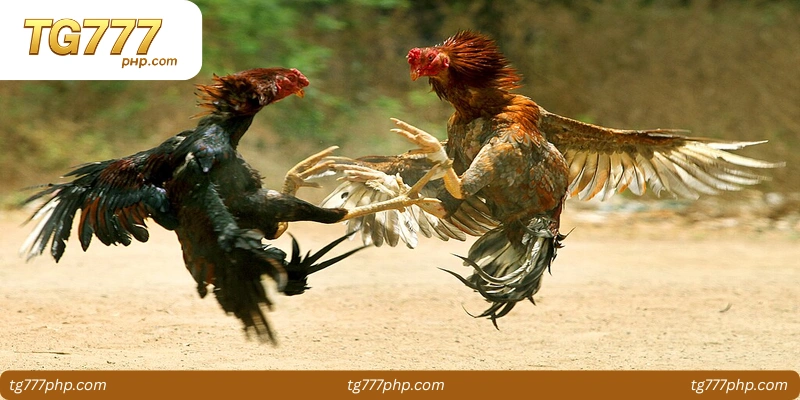 Concept and Mechanics of Online Cockfighting